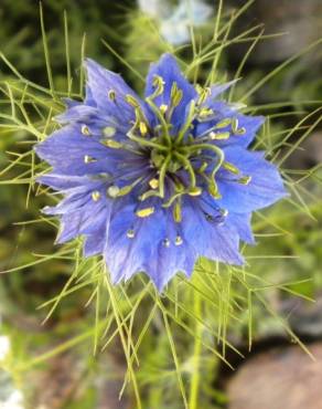 Fotografia 1 da espécie Nigella damascena no Jardim Botânico UTAD