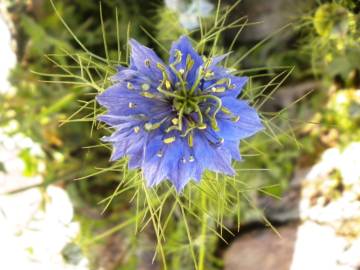 Fotografia da espécie Nigella damascena