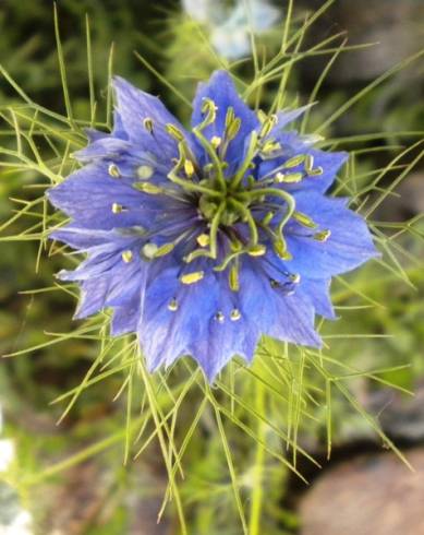 Fotografia de capa Nigella damascena - do Jardim Botânico