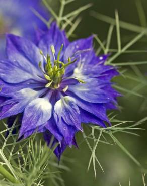 Fotografia 7 da espécie Nigella damascena no Jardim Botânico UTAD