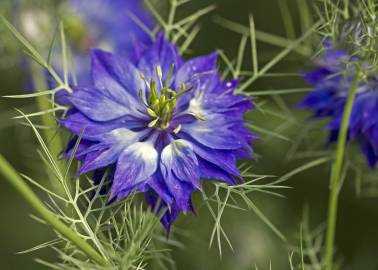 Fotografia da espécie Nigella damascena