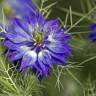 Fotografia 7 da espécie Nigella damascena do Jardim Botânico UTAD