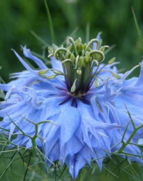 Fotografia 8 da espécie Nigella damascena no Jardim Botânico UTAD