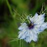 Fotografia 9 da espécie Nigella damascena do Jardim Botânico UTAD