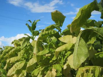 Fotografia da espécie Nicotiana tabacum