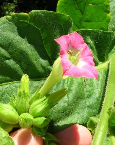 Fotografia de capa Nicotiana tabacum - do Jardim Botânico