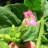 Fotografia 1 da espécie Nicotiana tabacum do Jardim Botânico UTAD