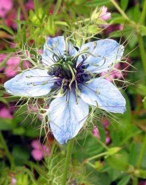 Fotografia 11 da espécie Nigella damascena no Jardim Botânico UTAD