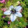 Fotografia 11 da espécie Nigella damascena do Jardim Botânico UTAD