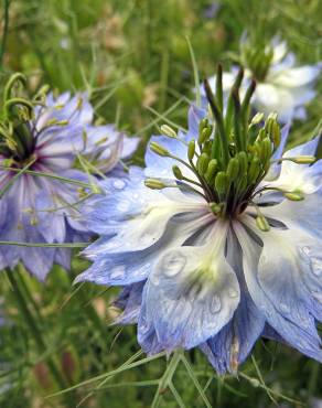 Fotografia 12 da espécie Nigella damascena no Jardim Botânico UTAD