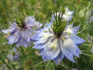 Fotografia da espécie Nigella damascena