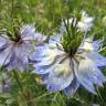 Fotografia 12 da espécie Nigella damascena do Jardim Botânico UTAD