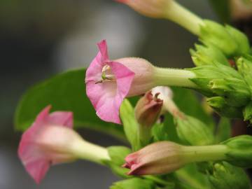 Fotografia da espécie Nicotiana tabacum