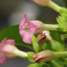 Fotografia 8 da espécie Nicotiana tabacum do Jardim Botânico UTAD