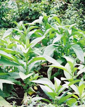 Fotografia 10 da espécie Nicotiana tabacum no Jardim Botânico UTAD