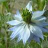 Fotografia 13 da espécie Nigella damascena do Jardim Botânico UTAD