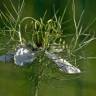 Fotografia 14 da espécie Nigella damascena do Jardim Botânico UTAD