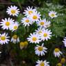 Fotografia 7 da espécie Anthemis cotula do Jardim Botânico UTAD