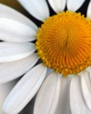 Fotografia da espécie Anthemis cotula