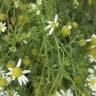 Fotografia 8 da espécie Anthemis cotula do Jardim Botânico UTAD