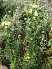 Fotografia da espécie Anthemis cotula