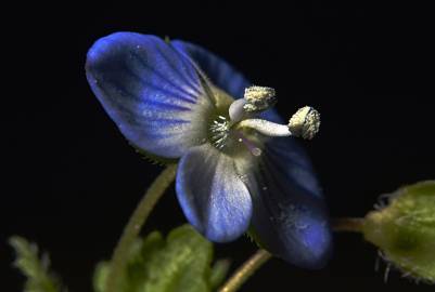 Fotografia da espécie Veronica agrestis