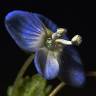 Fotografia 5 da espécie Veronica agrestis do Jardim Botânico UTAD