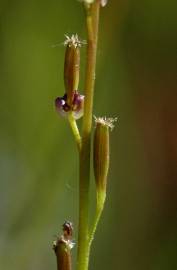 Fotografia da espécie Triglochin palustris