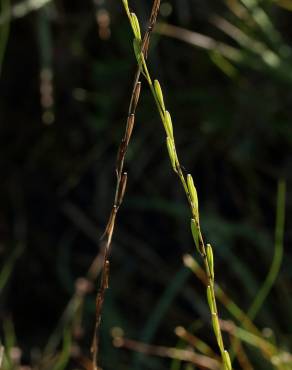 Fotografia 3 da espécie Triglochin palustris no Jardim Botânico UTAD