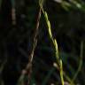 Fotografia 3 da espécie Triglochin palustris do Jardim Botânico UTAD