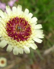 Tolpis umbellata