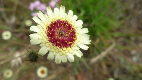 Fotografia da espécie Tolpis umbellata