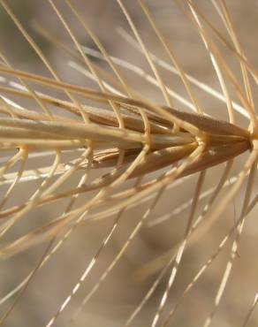 Fotografia 1 da espécie Taeniatherum caput-medusae no Jardim Botânico UTAD