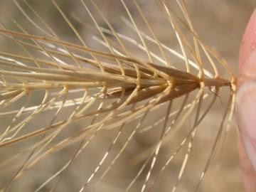 Fotografia da espécie Taeniatherum caput-medusae