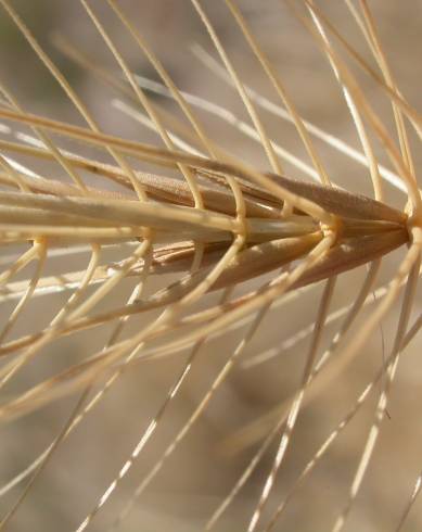 Fotografia de capa Taeniatherum caput-medusae - do Jardim Botânico