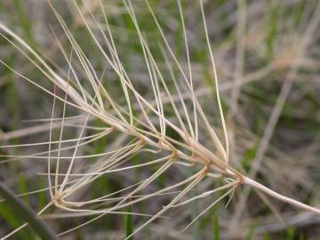 Fotografia da espécie Taeniatherum caput-medusae