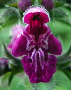 Fotografia 2 da espécie Stachys sylvatica no Jardim Botânico UTAD