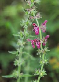 Fotografia da espécie Stachys sylvatica