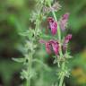 Fotografia 3 da espécie Stachys sylvatica do Jardim Botânico UTAD