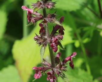 Fotografia da espécie Stachys sylvatica