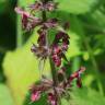 Fotografia 4 da espécie Stachys sylvatica do Jardim Botânico UTAD