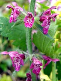 Fotografia da espécie Stachys sylvatica