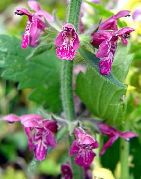 Fotografia 5 da espécie Stachys sylvatica no Jardim Botânico UTAD