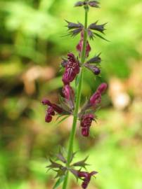 Fotografia da espécie Stachys sylvatica