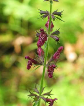 Fotografia 6 da espécie Stachys sylvatica no Jardim Botânico UTAD