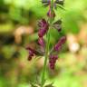 Fotografia 6 da espécie Stachys sylvatica do Jardim Botânico UTAD