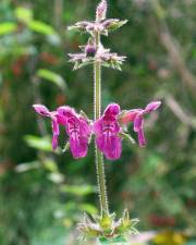 Fotografia da espécie Stachys sylvatica