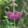 Fotografia 1 da espécie Stachys sylvatica do Jardim Botânico UTAD