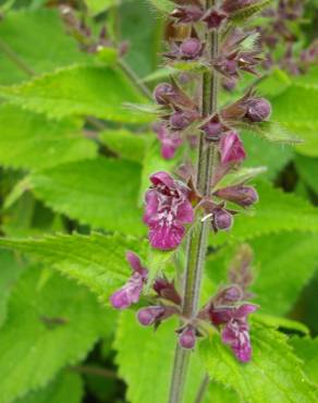 Fotografia 8 da espécie Stachys sylvatica no Jardim Botânico UTAD