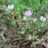 Fotografia 8 da espécie Spergularia rubra do Jardim Botânico UTAD